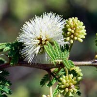 Mimosa aculeaticarpa biuncifera, Catclaw Mimosa